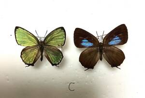 蝶標本　キリシマミドリシジミC ペア　大分県産