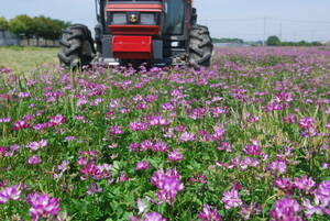 ミルキープリンセス　群馬で夏の太陽と雷雨を受けて育ったお米です　10Kg　農薬1回　肥料はレンゲ草　引き取り限定