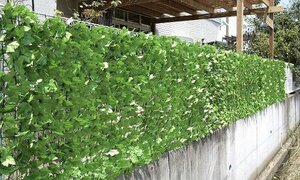  new goods @ eyes .. green fence 1×3m fake green fixation . attaching / light green ( veranda eyes .. effect green wall green curtain )