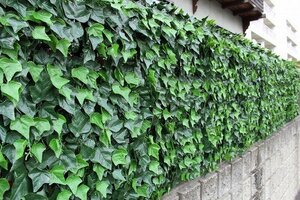  new goods @ eyes .. real green fence 1×1m TAN-797 ivy (kizuta) style 4 sheets set ( veranda eyes .. effect green curtain sunshade )