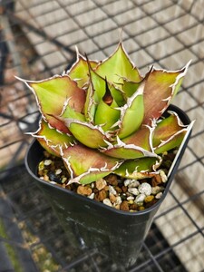 1円スタートオススメ アガベチタノタ　CJ2中株　コレクション株　おまけ付き　agave titanota oteroi 多肉植物 