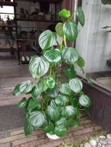 現物出品【フィロデンドロン・ピッチェリー＊Philodendron Pittieri】６号_画像5