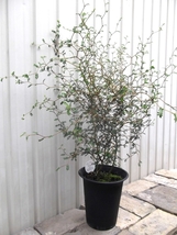 現物出品【ソフォラ・リトルベイビー＊Sophora Prostrata Little Baby】６号_画像5