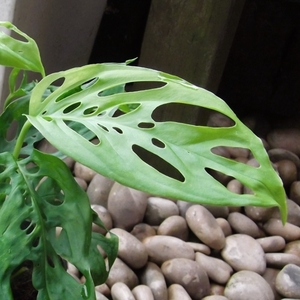 『モンステラ・ラニアータ＊Monstera laniata』４号　写真同等品