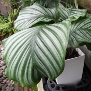 現物出品【カラテア・オルビフォリア＊Calathea orbifolia】７号