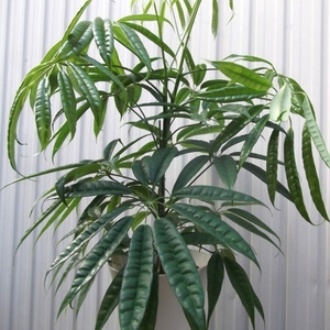 現物出品【シェフレラ・スターシャイン＊Schefflera albidobracteata Star Shine】７号