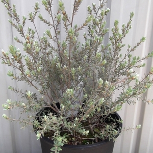 現物出品【ホワイトティーツリー＊Leptospermum lanigerum】５号