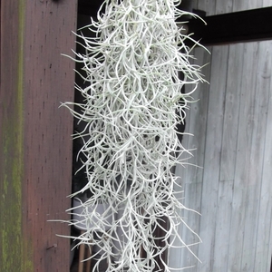 『チランジア・ウスネオイデス 太葉＊Tillandsia usneoides＊スパニッシュモス』Ｌ　写真同等品