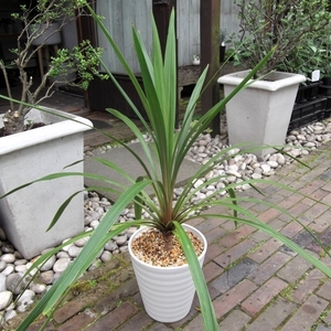 現物出品【コルジリネ・オーストラリス・ペコ＊Cordyline australis Peko】７号　