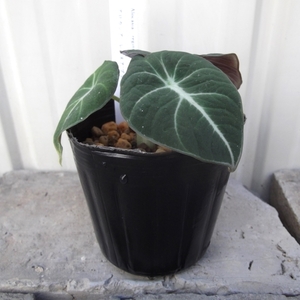 現物出品【アロカシア・ブラックベルベット＊Alocasia reginula Black Velvet】３号