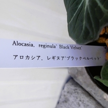 現物出品【アロカシア・ブラックベルベット＊Alocasia reginula Black Velvet】３号_画像5