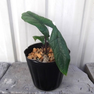 現物出品【アロカシア・スカルプラム＊Alocasia scalprum】３号