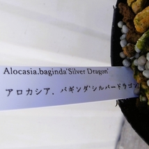 現物出品【アロカシア・シルバードラゴン＊Alocasia baginda Silver Dragon】３号_画像5