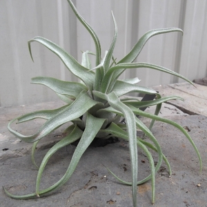 現物出品【チランジア・ストレプトフィラ＊Tillandsia streptophylla＊エアプランツ】