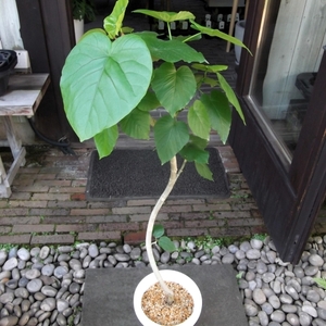 現物出品【フィカス・ウンベラータ 曲がり幹 100ｃｍ＊Ficus umbellata】７号