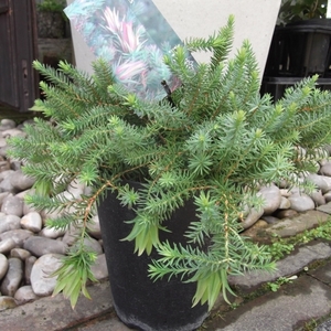 現物出品【ダーウィニア・オクシレピス＊Darwinia Oxylepis】５号