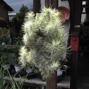 現物出品【チランジア・フンキアナ＊Tillandsia funckiana＊群生エアープランツ】XＬ