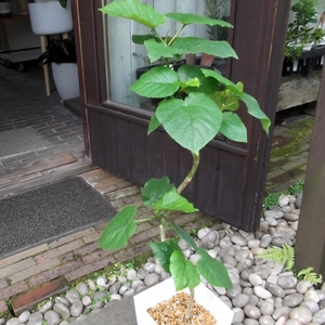 現物出品【フィカス・ウンベラータ 曲がり幹＊Ficus umbellata】７号　