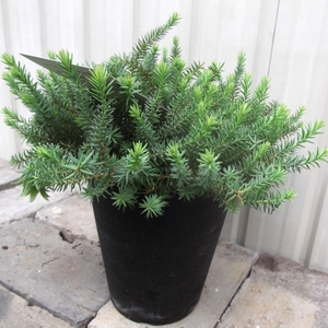 現物出品【ダーウィニア・オクシレピス＊Darwinia Oxylepis】５号