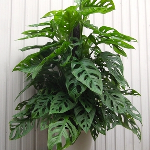 現物出品【マドカズラ 100ｃｍ＊Monstera friedrichsthalii】８号　