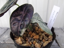 現物出品【アロカシア・アズラニー＊Alocasia azlanii】３号_画像3