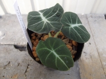 現物出品【アロカシア・ブラックベルベット＊Alocasia reginula Black Velvet】３号_画像3