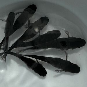 【メダカパンチ】　オロチメダカ　有精卵50個＋α 極上　漆黒①