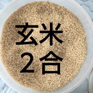 玄米2合★お試し 岐阜ハツシモ 令和5年秋収穫アウトドア キャンプ飯盒炊飯