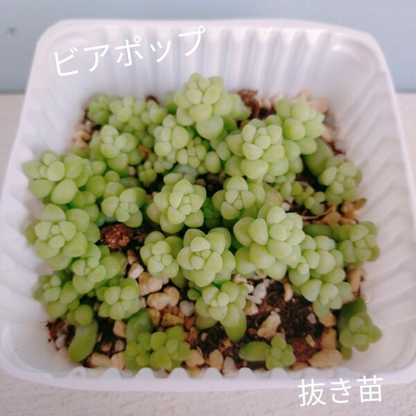 多肉植物☆ビアポップ、抜き苗