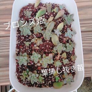 多肉植物☆ブロンズ姫、葉挿し抜き苗