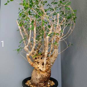 コミフォラ　フンベルティ　Commiphora　humbertii　極太大株　【コレクション株　発根済み株】塊根植物　コーデックス　灌木