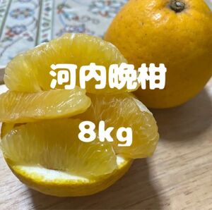 河内晩柑　8kg 訳あり