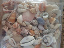 10 貝殻 まとめて 材料 沖縄 タカラガイ イモガイ 巻貝 インテリア アート 大量 パーツ　_画像4