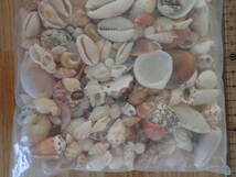 10 貝殻 まとめて 材料 沖縄 タカラガイ イモガイ 巻貝 インテリア アート 大量 パーツ　_画像5