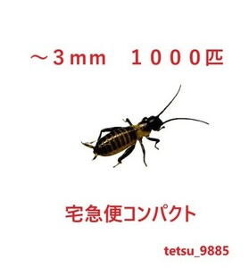 フタホシコオロギ　～３ｍｍ　１０００匹（死着保障込み)　送料込み