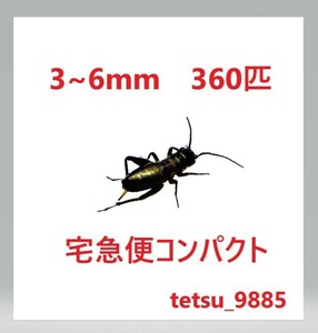 フタホシコオロギ　３～６ｍｍ　３６０匹（死着保障６０匹込み)　送料込み