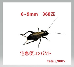 フタホシコオロギ　６～９ｍｍ　３６０匹（死着保障６０匹込み)　送料込み