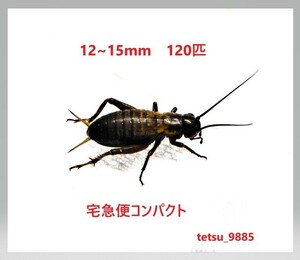 フタホシコオロギ　１２～１５ｍｍ　１２０匹（死着保障２０匹込み)　送料込み