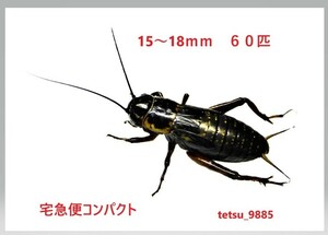 フタホシコオロギ　１５～１８ｍｍ　６０匹（死着保障１０匹込み)　送料込み