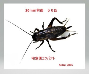 フタホシコオロギ　２０ｍｍ前後　６０匹（死着保障１０匹込み)　送料込み