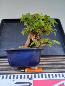  shohin bonsai мини бонсай клен ( клён ) старый дерево высота дерева 13.5 см очень толстый дерево листопадные растения бесплатная доставка 