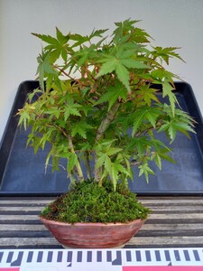  shohin bonsai mountain momiji....7ps.@.. height of tree 19 centimeter mountain . leaf free shipping 