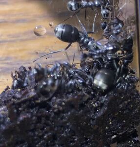 蟻ケース付　女王2匹多雌コロニー 他20匹　蟻　クロヤマアリ