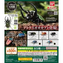 即決 新品 いきもの大図鑑 かぶとむし06 クラヴィゲールタテヅノカブト 昆虫フィギュア ガシャポン ガチャ カブトムシ_画像3