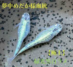 【夢中めだか様血統】■緑光黒百ラメ■極上個体■卵 30個＋α （ハイビスカス、サンシャイン、フロマージュ、ミッドナイトフリル、スペード