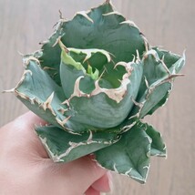 S310 特選 アガベ agave チタノタ 牡丹葉 白鯨 短葉強棘 丸葉 包葉 極上株 (検 アガベ チタノタ 清櫻 白豪棘 星空 包心龍 悪魔 _画像7