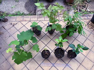 #BBB15 fruit. seedling pack ( grape BlackBerry nawa white strawberry fig passionfruit apple )( strawberry seedling. extra equipped )