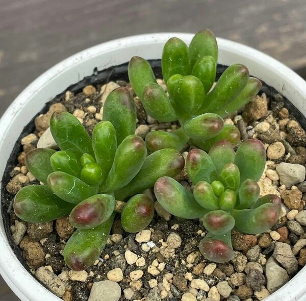 多肉植物　ルビーティント　カット苗