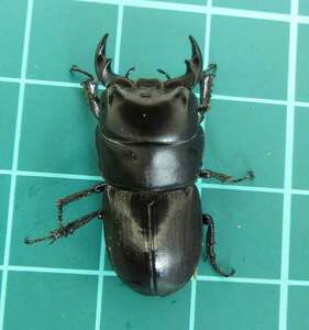 [Shin-Chan] America production Brevis oo stag beetle WF2,*27mm,* 21mm