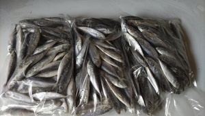 3キロ　冷凍アジ　バラアジ　冷凍エサ　餌　エサ　大型魚エサ　豆アジ　アロワナ　レッドテール　アリゲーター　ガー